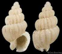 gastropods.com Mobilis
