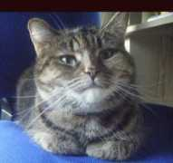 Mocat