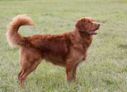 Mocca