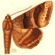 Mocis