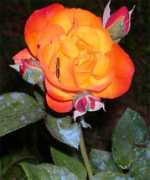 unperformedgarden.com Moderni