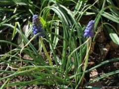 garden-en.com Modrica
