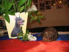 dobermann.ru Modust
