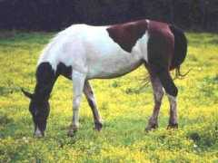 Moffit