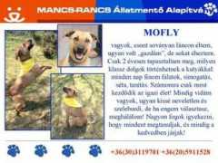 Mofly