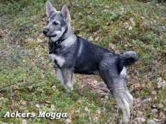 Mogga