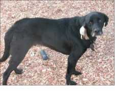 blackpearldogs.com Mogley