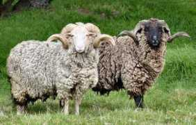 rarebreeds.co.nz Mohaka