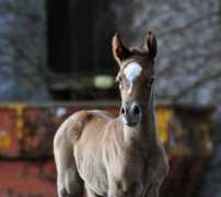 medicom-arabians.de Moheba