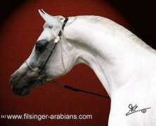 filsinger-arabians.com Moheba