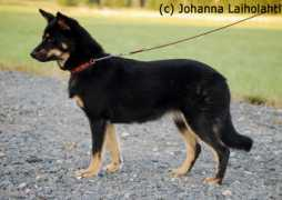 mikalie.com Mohom