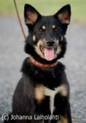 mikalie.com Mohom