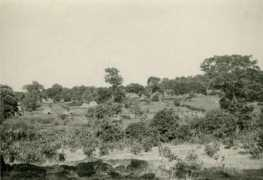 Mohone