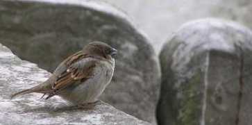 popolon.org Moineau
