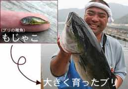 Mojako
