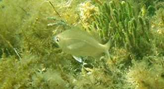 Mojarra
