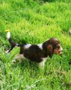 peakbreeding.com Mojje