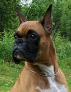 encoreboxers.com Mojoh