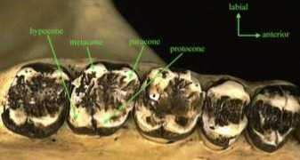 vertebresfossiles.free.fr Molaire