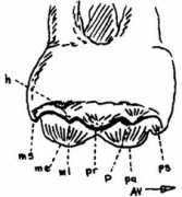 vertebresfossiles.free.fr Molaire