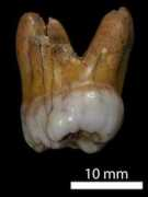 Molar