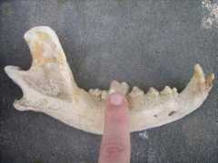 difossombrone.it Molare