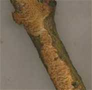 fungus.org.uk Molaris