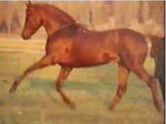 coreloop.com Molchanova