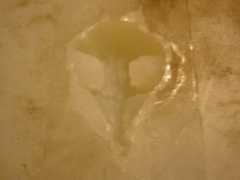 curiousgood.com Molded