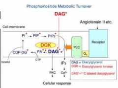 Molecul