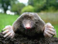 Moles