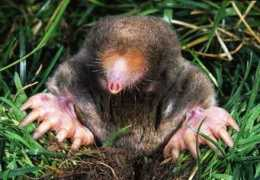 Moles