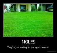 Moles