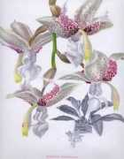 stanhopea.autrevie.com Moliana