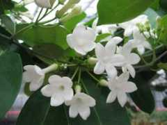 Molihua