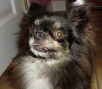 corlynn-chihuahuas.com Molita