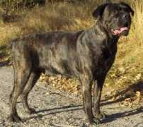 unicocanecorso.com Mollan