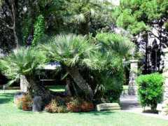 Mollet
