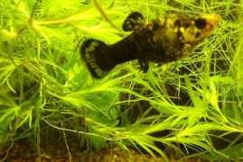 petfish.net Mollies