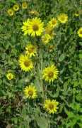 missouriplants.com Mollis