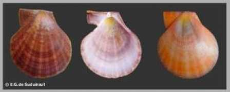 eurasiashells.net Mollita