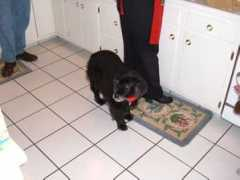 locoburger.org Mollyk