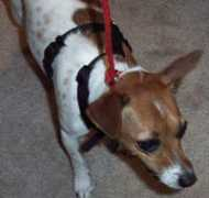 thepetshepherd.com Mollyk