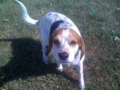 charleninusa.blogg.no Mollyy