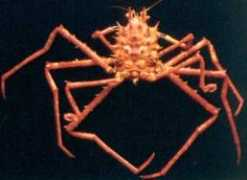 biomar.free.fr Moloha