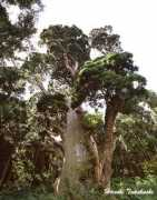Momohara