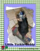raymonddog.com Momys