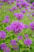 hokkaido-blog.com Monalda
