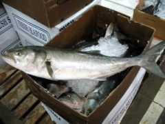 newfultonfishmarket.com Monani