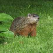 wildlifenorthamerica.com Monax